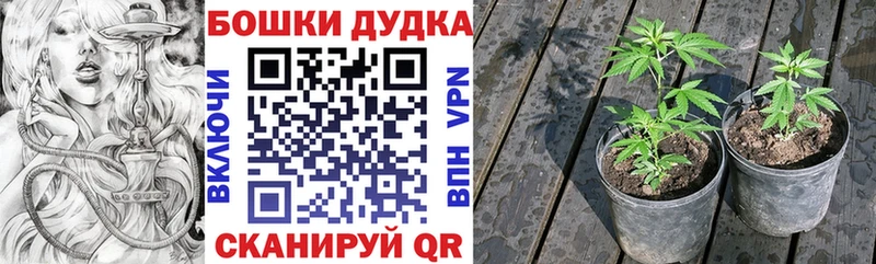 Бошки Шишки план Кондопога